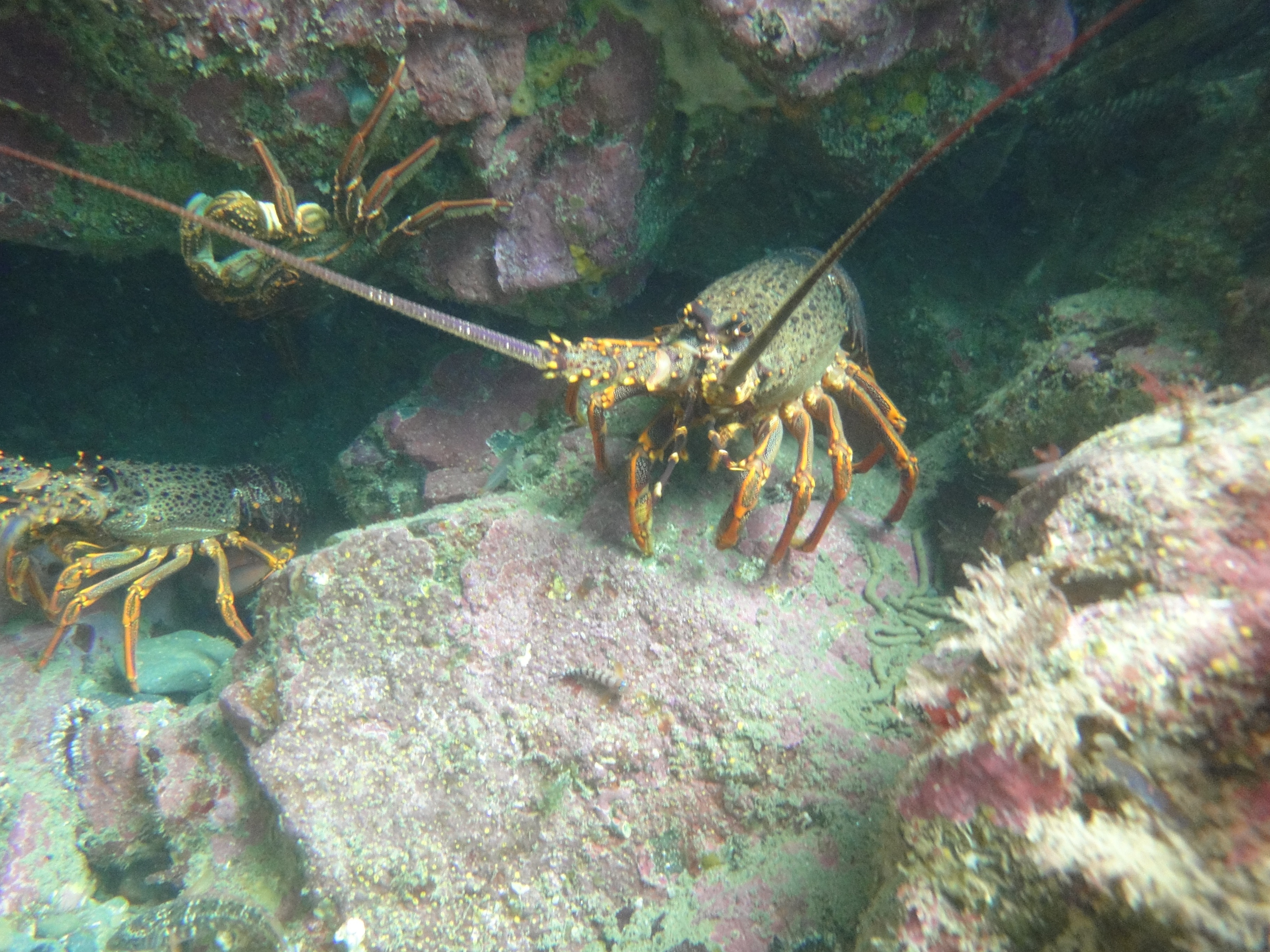 Taputeranga Shore Dive